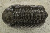 Detailed Austerops Trilobite - Ofaten, Morocco #340909-3